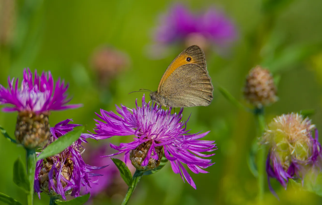 Photo wallpaper flowers, macro, butterfly, nature, summer, ox-eye