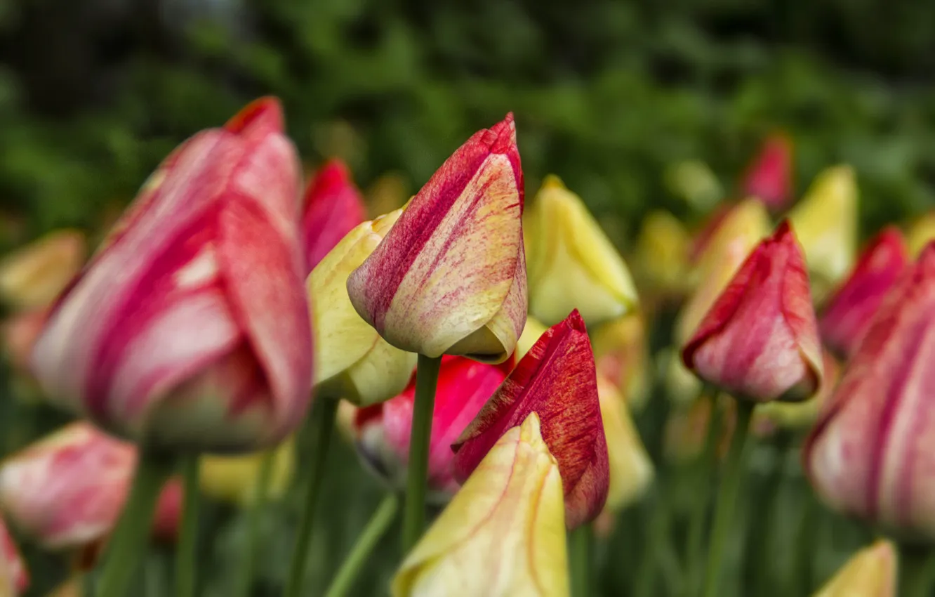 Photo wallpaper flowers, yellow, red, tulips, buds, flowerbed, striped
