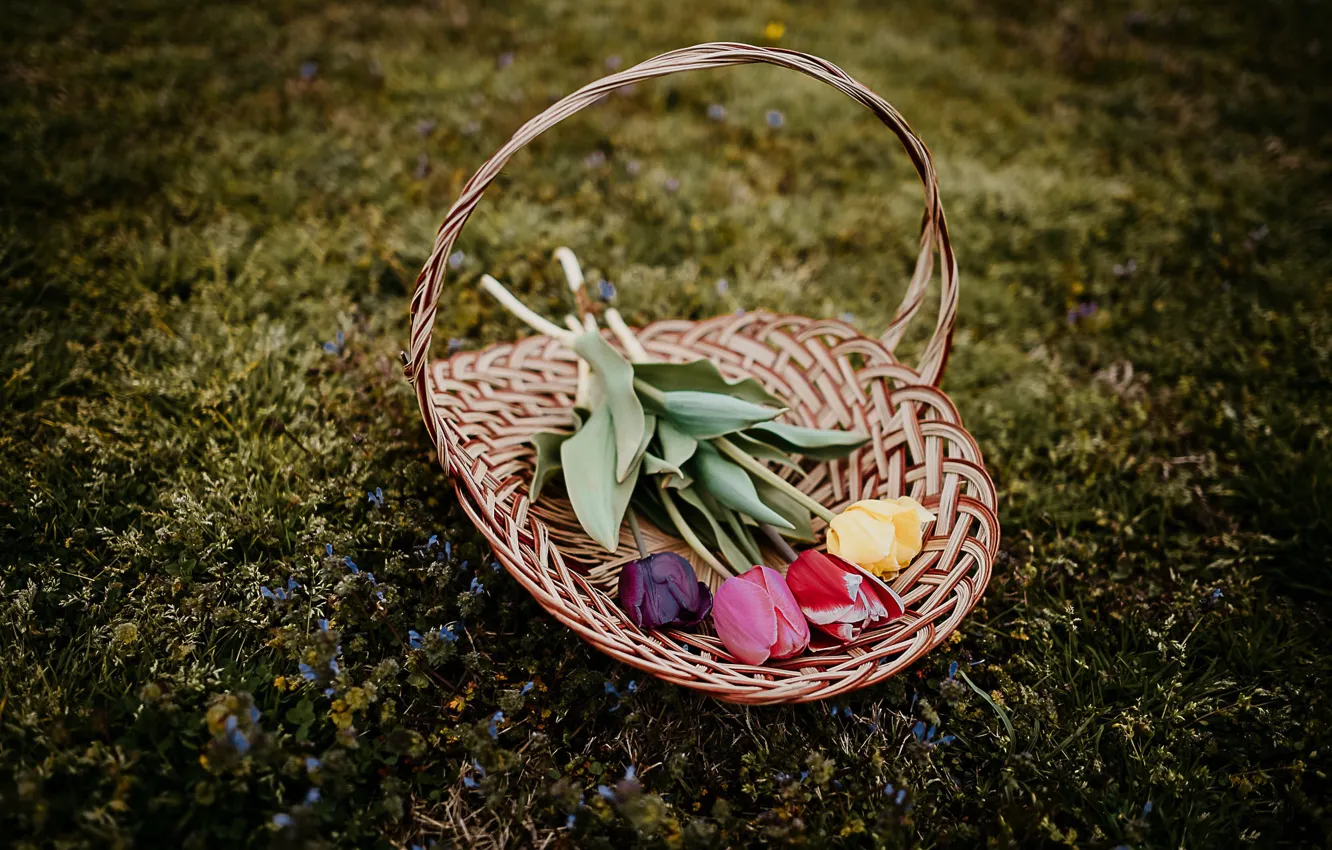 Photo wallpaper grass, flowers, the dark background, lawn, glade, bouquet, spring, tulips