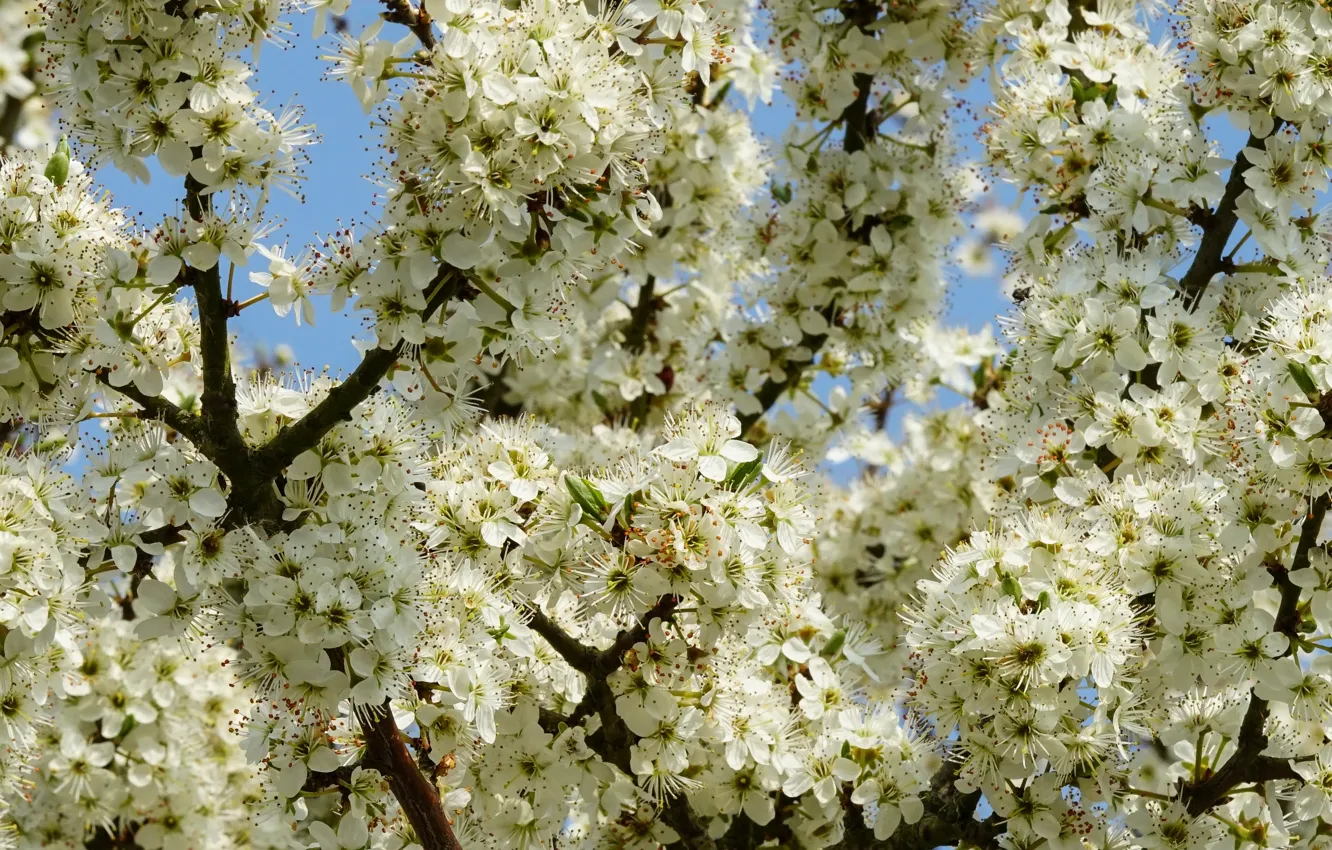 Photo wallpaper flowers, branches, cherry, spring, white, flowering, a lot, cherry blossoms