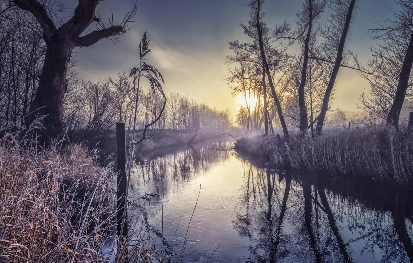 Photo wallpaper winter, frost, grass, trees, branches, fog, dawn, shore