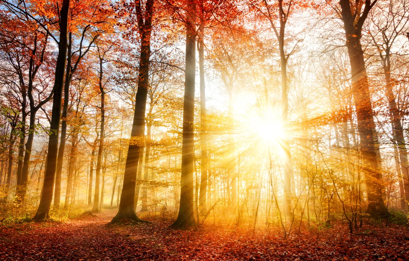Photo wallpaper autumn, forest, leaves, nature, seasons, rays of light, the trunk of the tree
