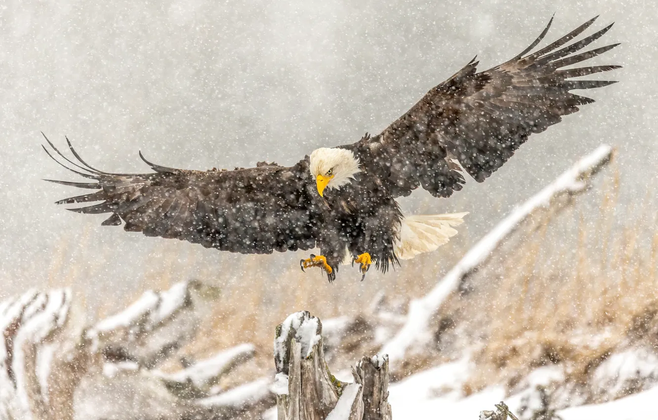 Photo wallpaper winter, look, snow, flight, branches, pose, bird, stump