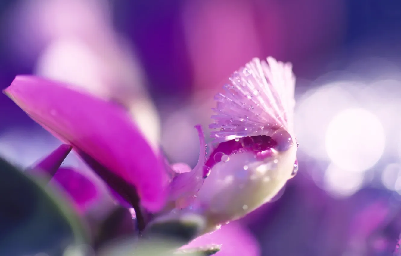 Photo wallpaper drops, macro, flowers, purple, pink, lilac