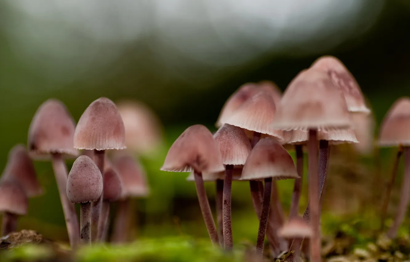 Photo wallpaper forest, nature, mushrooms, day