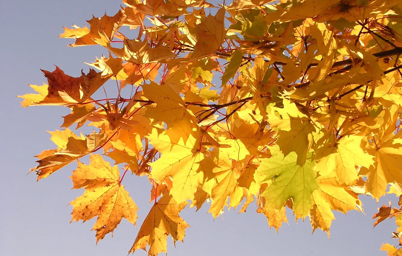 Photo wallpaper leaves, macro, branches, yellow, maple