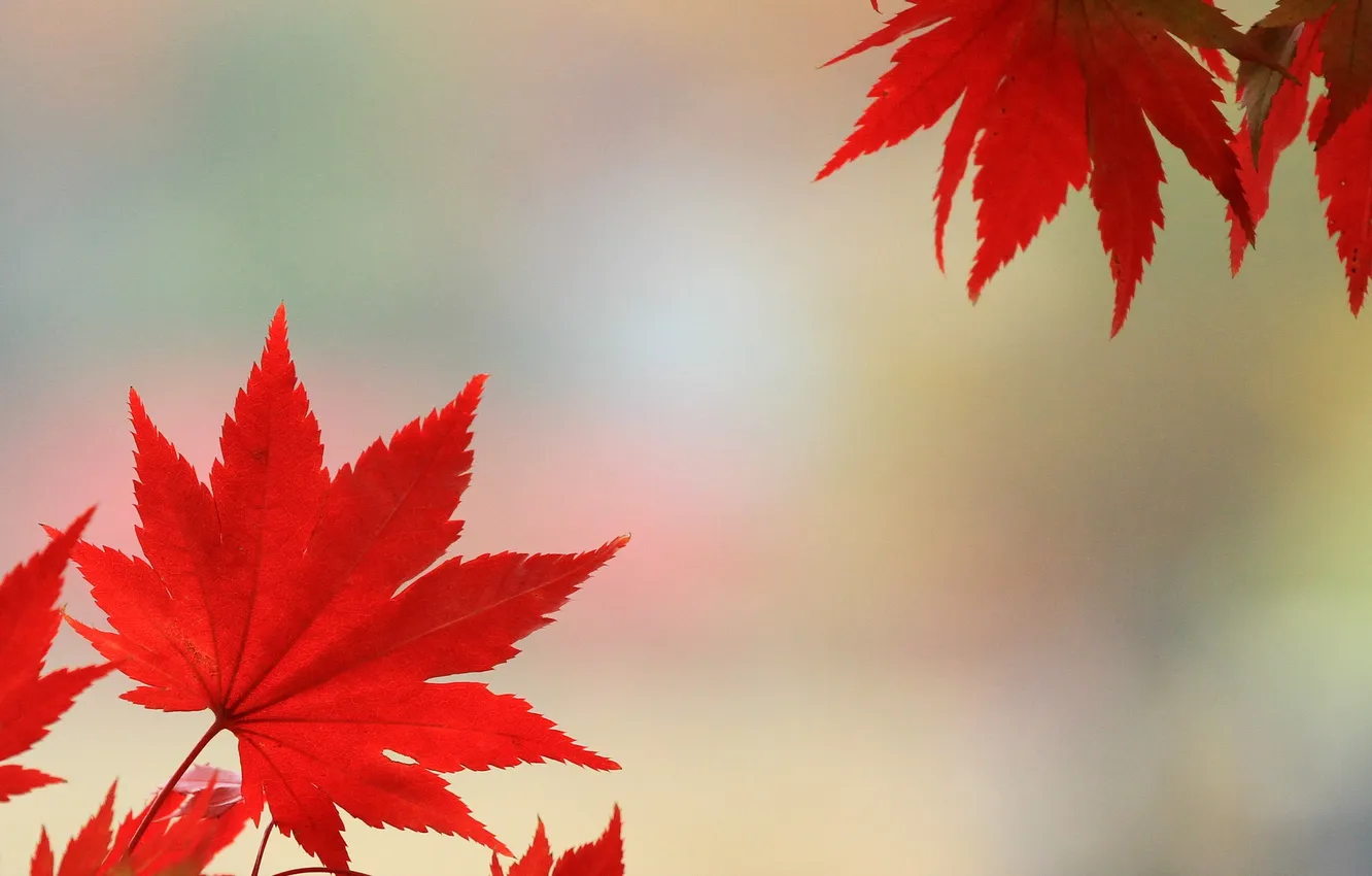 Photo wallpaper autumn, leaves, nature, maple, the crimson