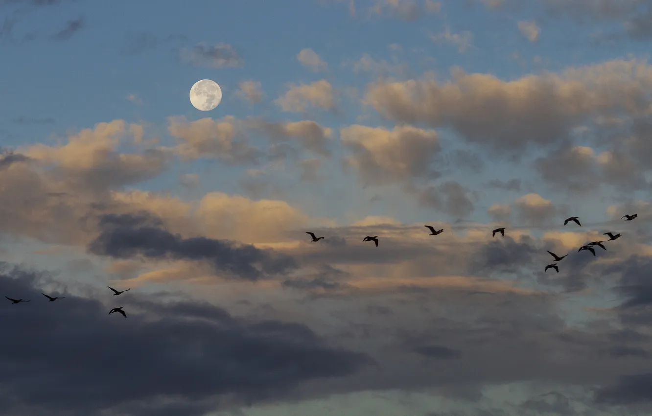 Photo wallpaper the sky, clouds, bird, the moon
