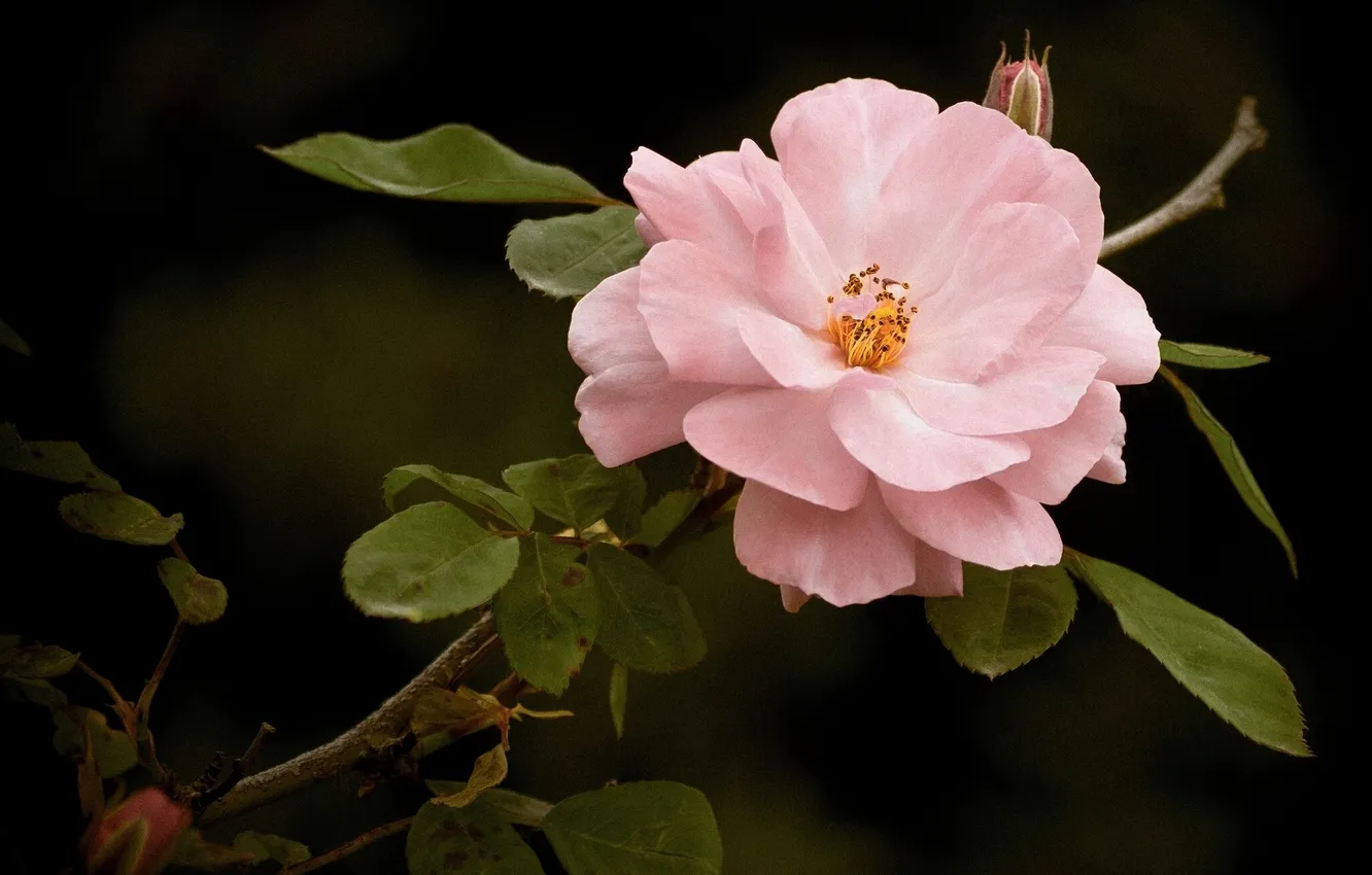 Photo wallpaper leaves, branches, petals, briar, wild rose