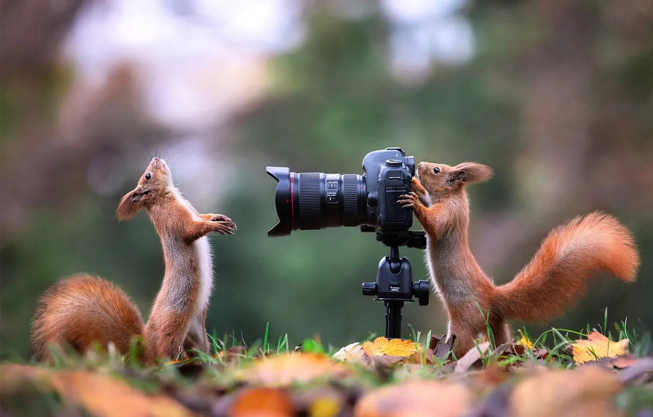 Photo wallpaper nature, pose, photography, protein, the camera, photographer, beauty, a couple