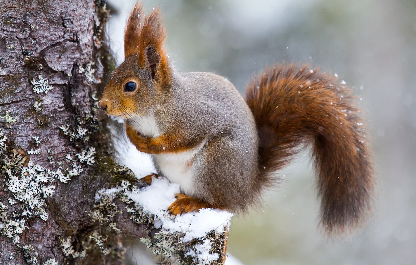 Photo wallpaper snow, tree, protein, rodent