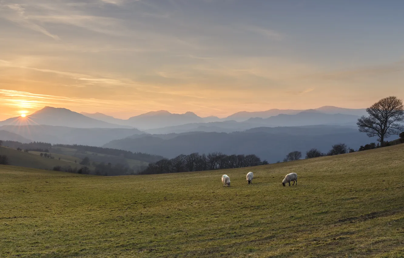 Photo wallpaper field, forest, the sky, mountains, fog, sheep, dal, morning