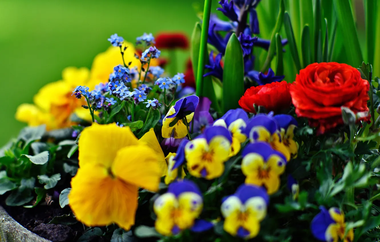 Photo wallpaper Pansy, flowerbed, forget-me-nots, Ranunculus