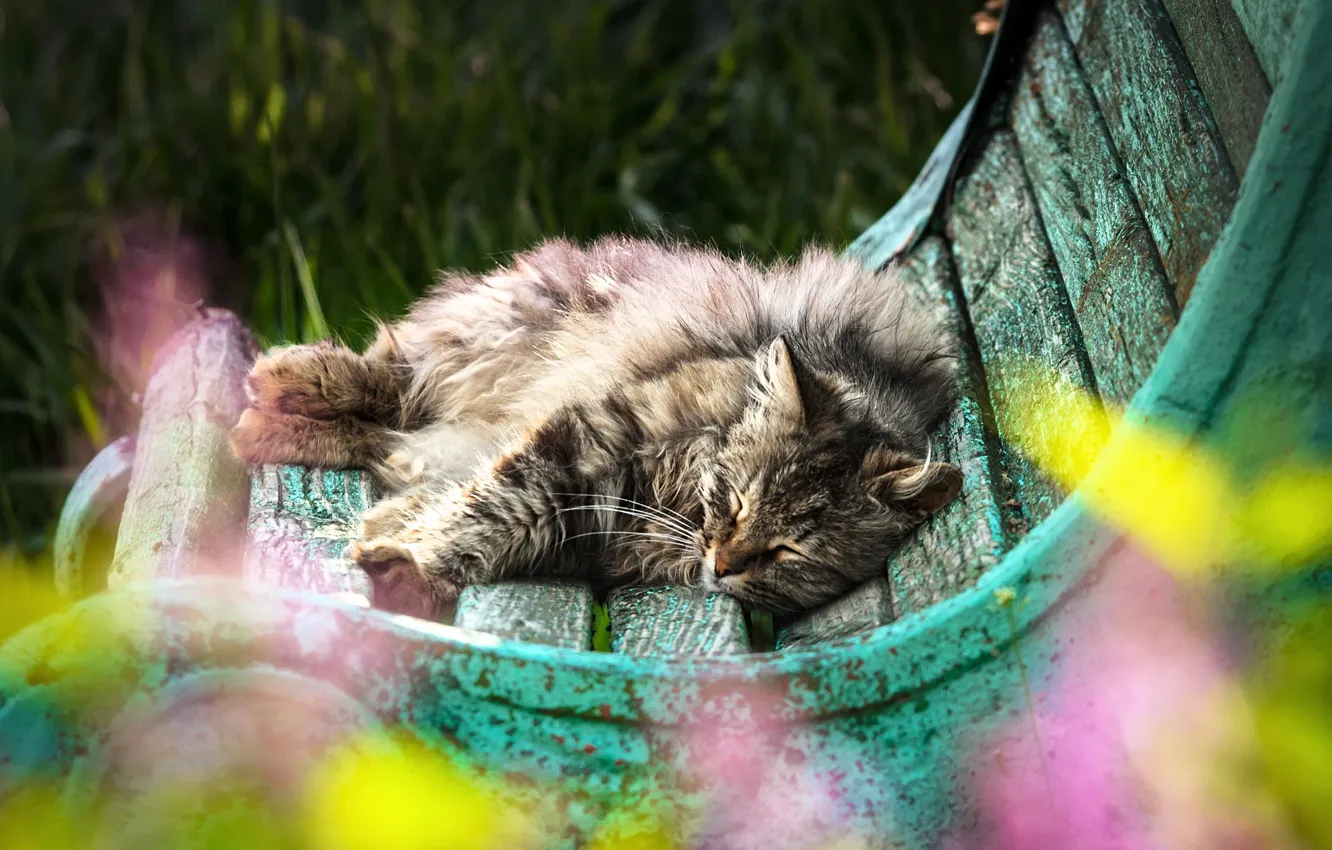 Photo wallpaper cat, cat, bench, stay, sleep, fluffy, shop, sleeping