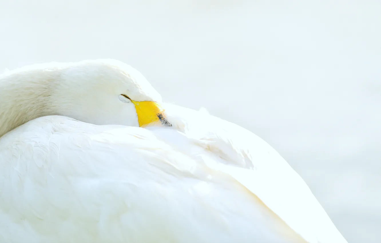 Photo wallpaper white, bird, swans, geese