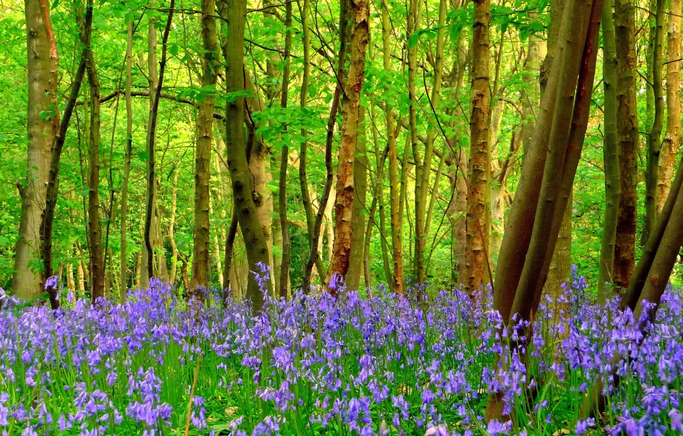 Photo wallpaper forest, grass, trees, flowers
