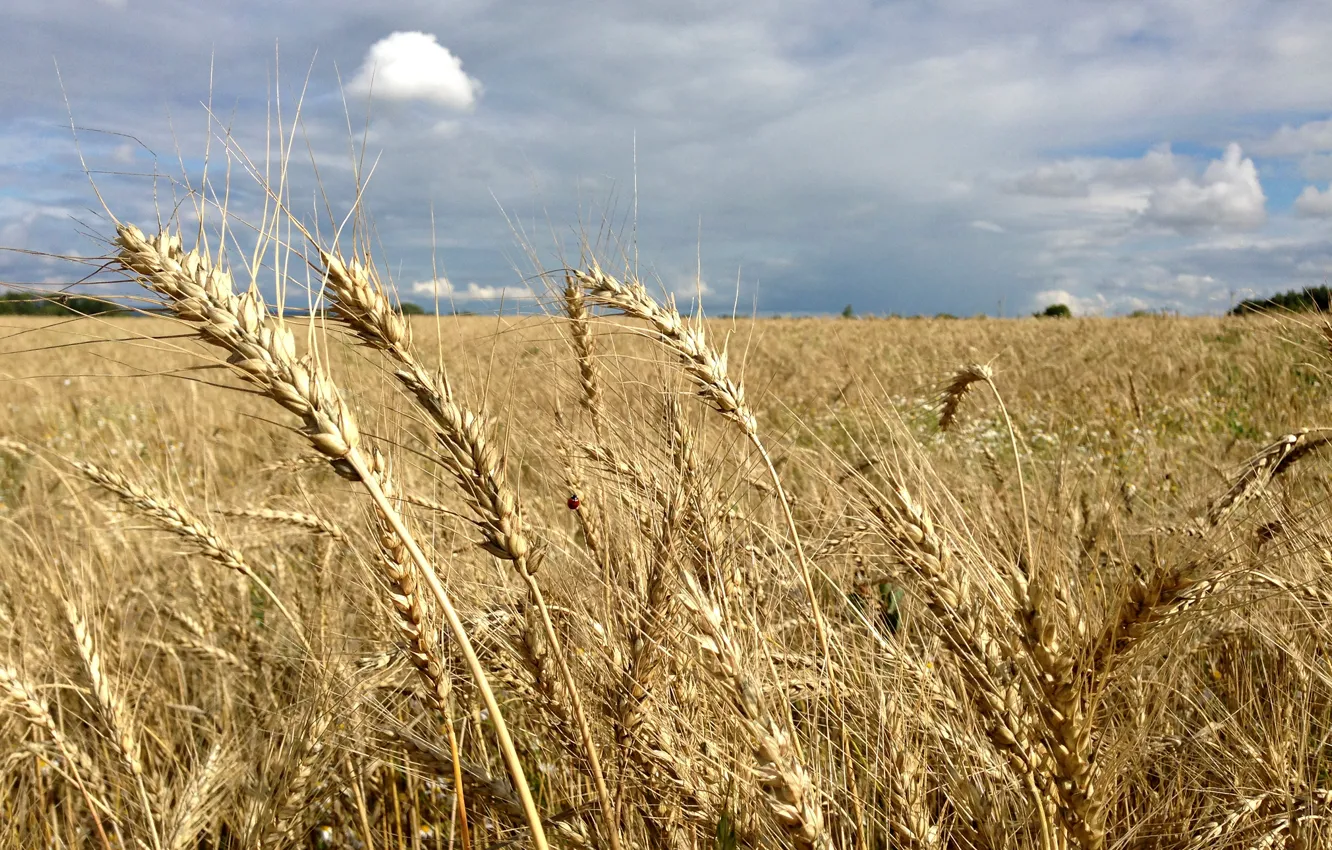 Photo wallpaper field, Wallpaper, rye