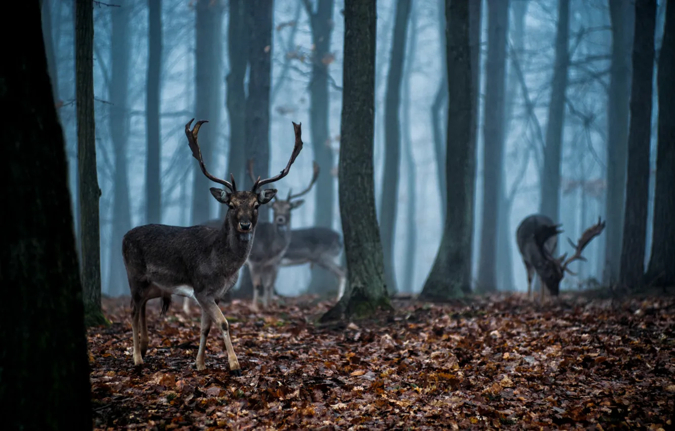 Photo wallpaper forest, fog, deer, twilight