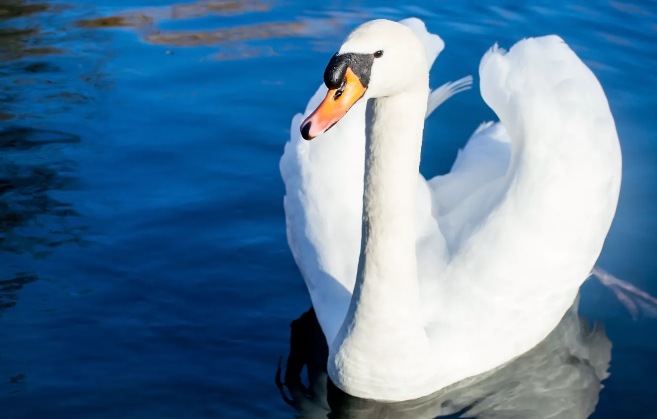 Photo wallpaper water, bird, swans