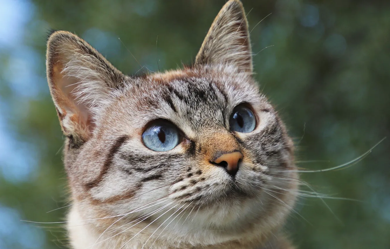 Photo wallpaper blue eyes, grey cat, Yulita