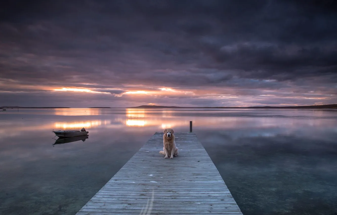 Photo wallpaper sunset, bridge, lake, dog