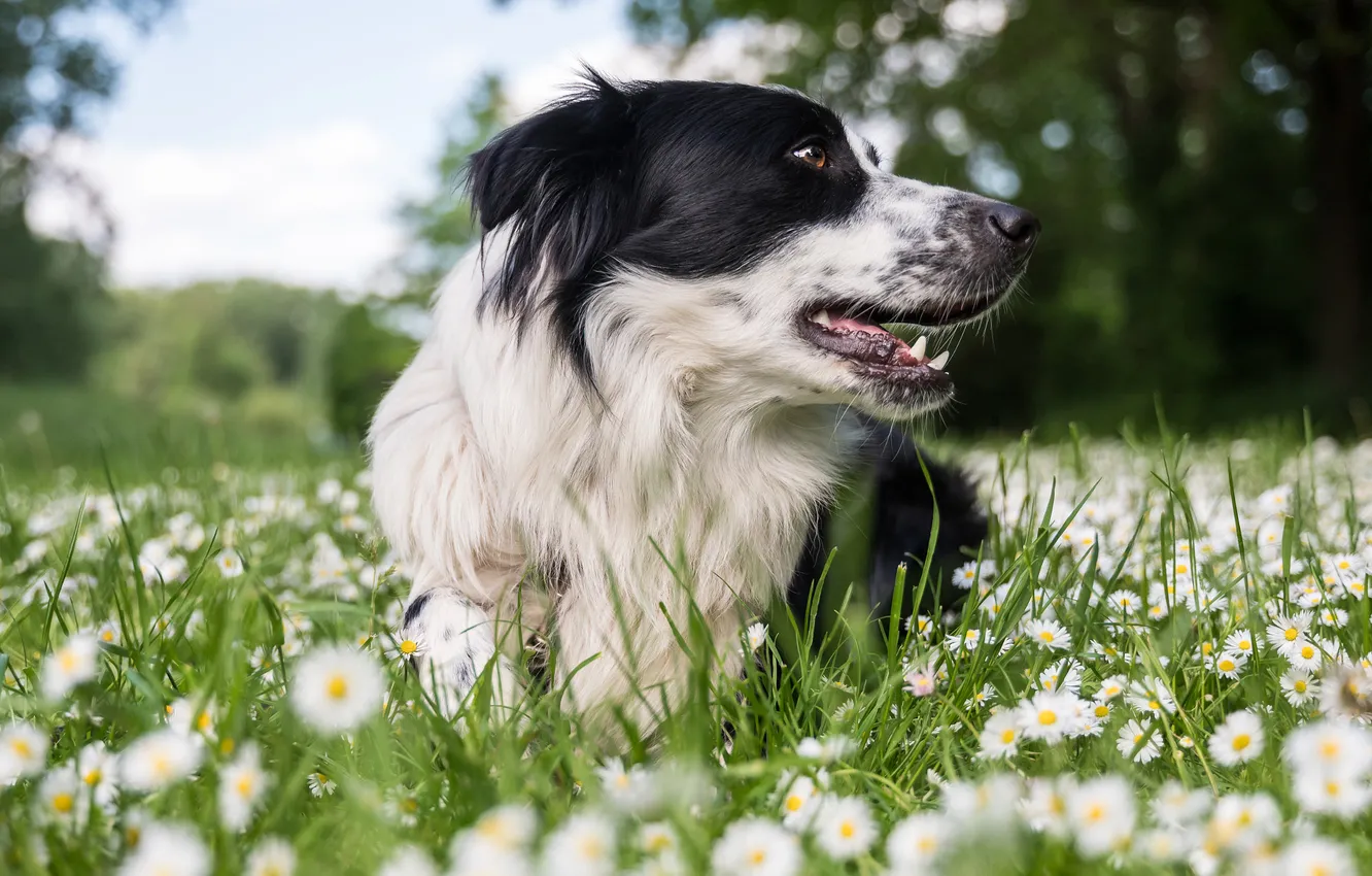 Photo wallpaper look, nature, pose, dog, face