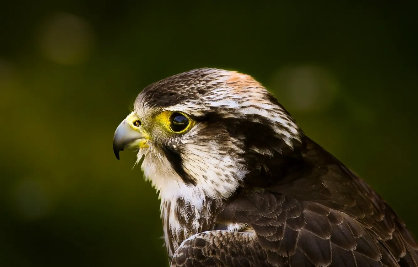 Photo wallpaper look, eyes, bird, head, Falcon