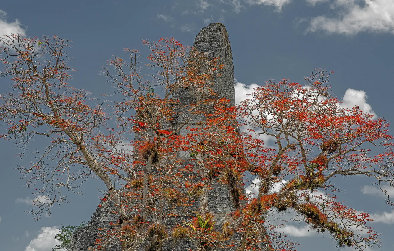Photo wallpaper trees, rocks, Guatemala, Tikal