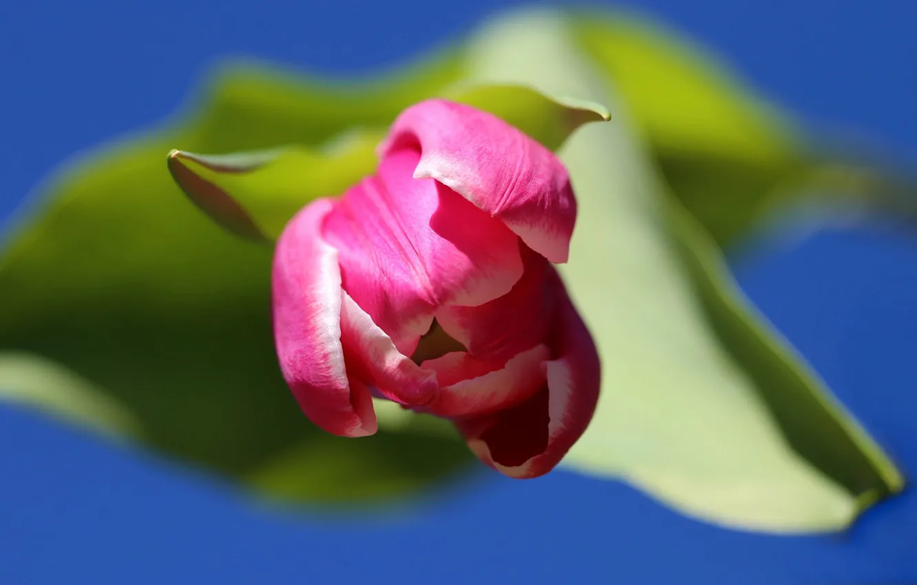 Photo wallpaper flowers, spring, tulips