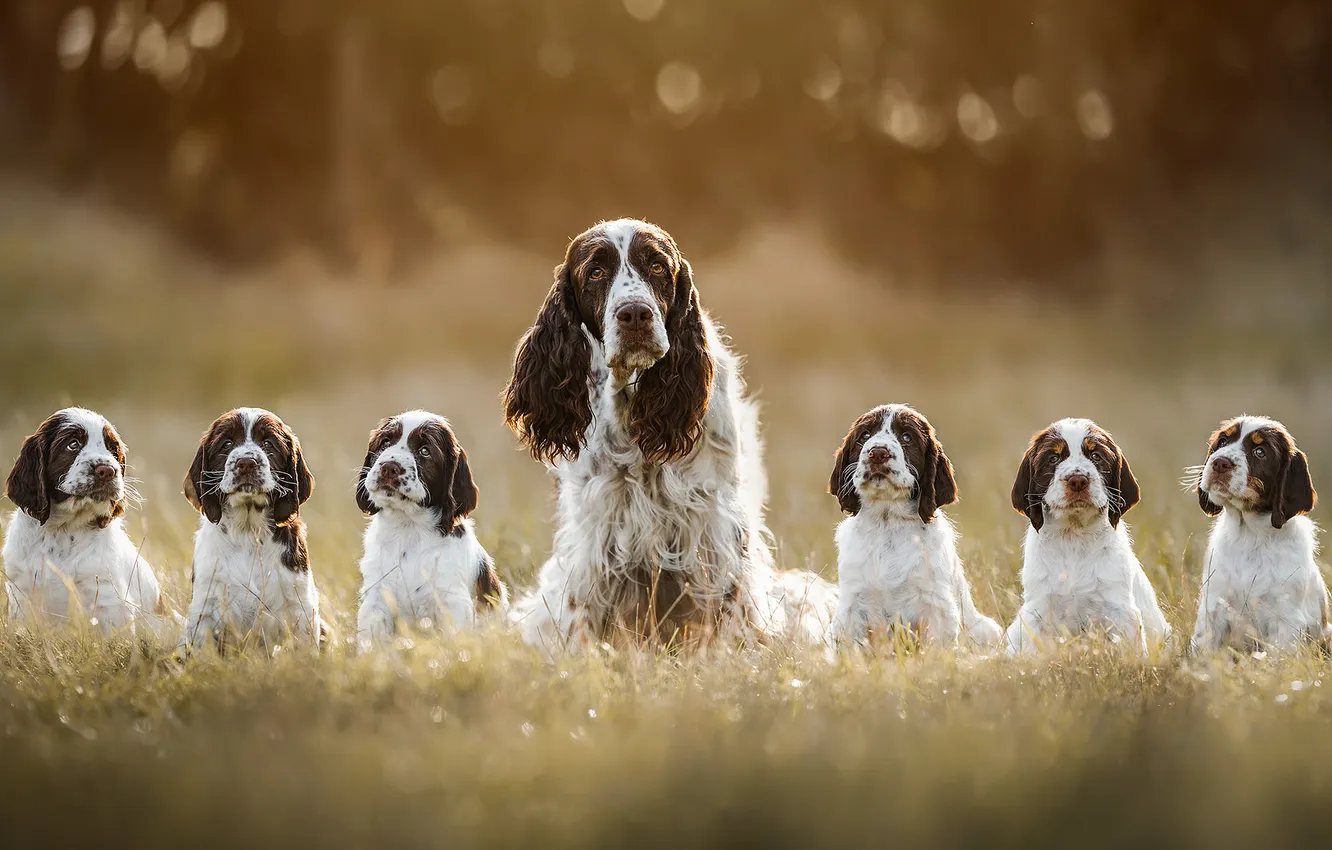 Photo wallpaper look, nature, pose, dog, puppy, face, mom