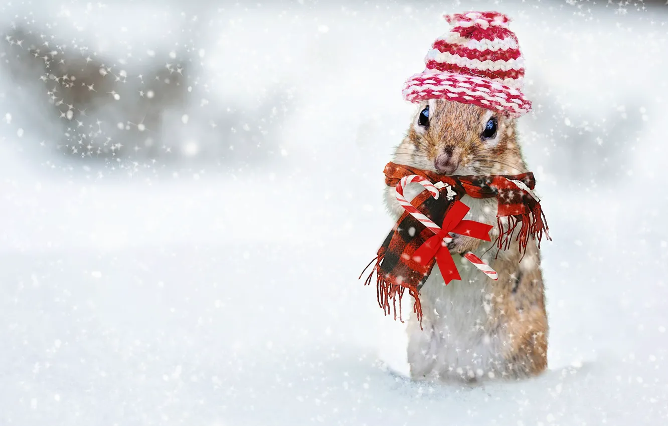 Photo wallpaper Winter, Chipmunk, Red Scarf