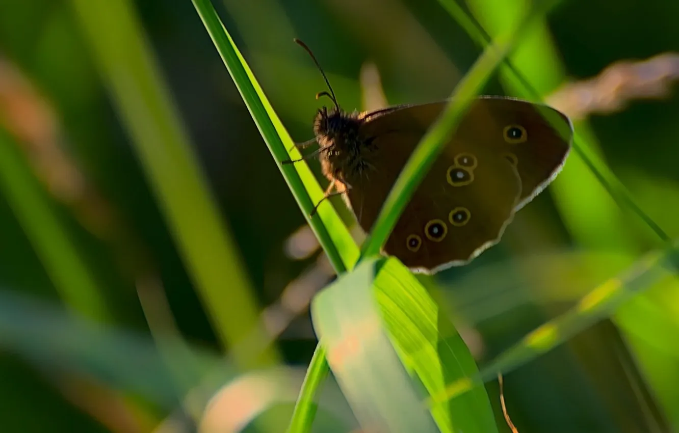 Photo wallpaper grass, microsemi, butterfly, wings, beautiful, closeup