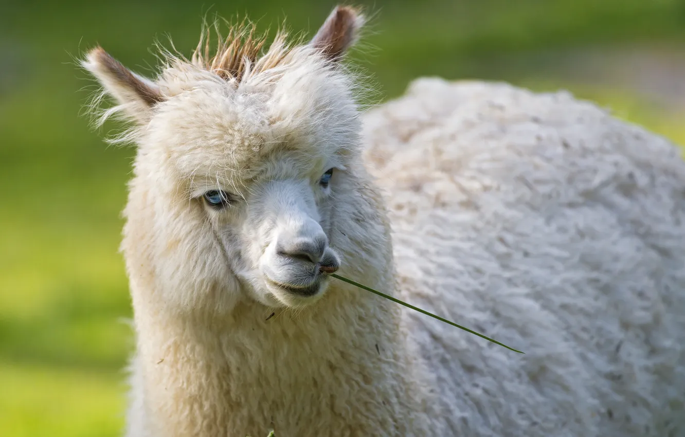 Photo wallpaper face, blue eyes, a blade of grass, Lama, ©Tambako The Jaguar, Alpaca