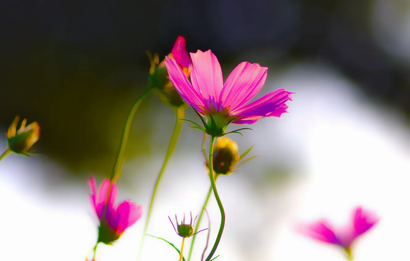 Photo wallpaper flowers, pink, kosmeya