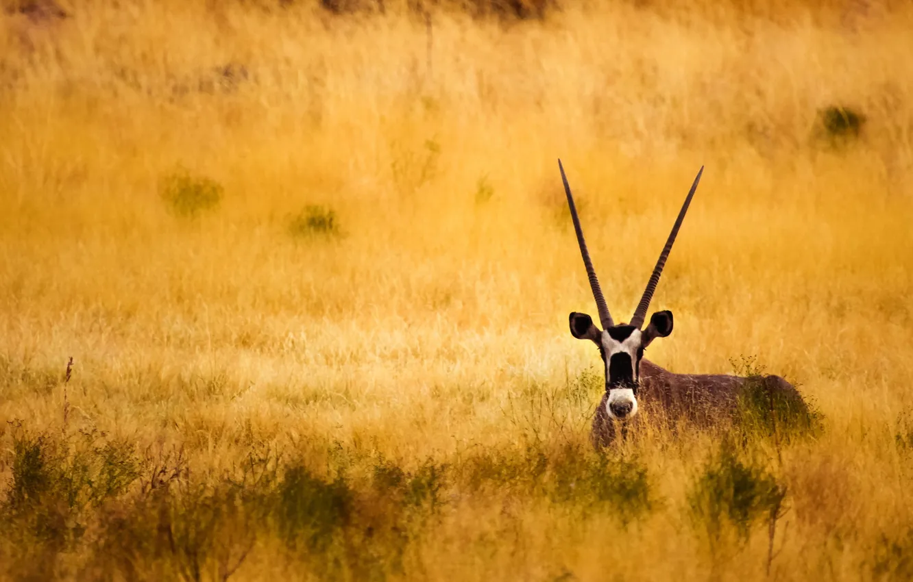 Photo wallpaper Savannah, horns, antelope