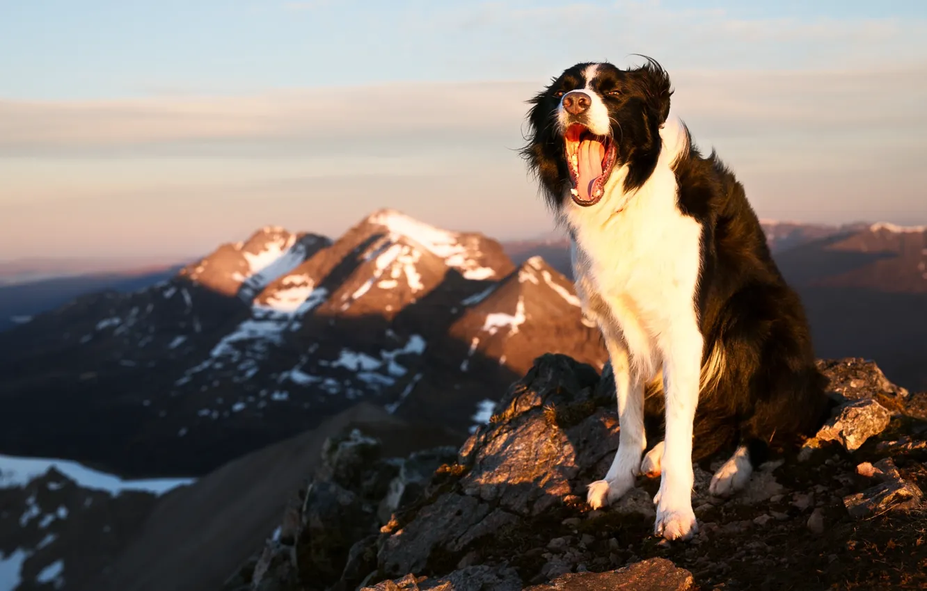 Photo wallpaper joy, mountains, mood, dog, The border collie