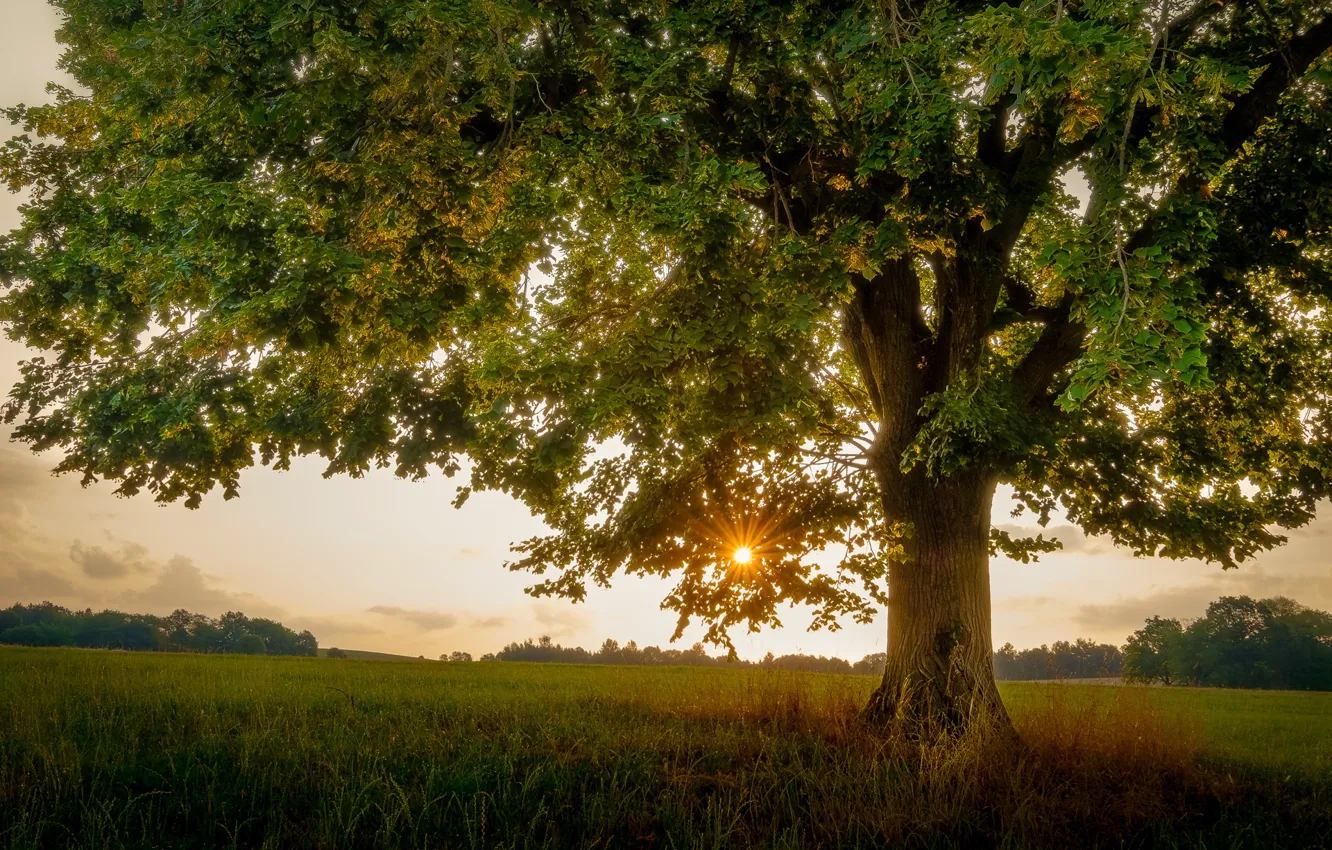 Photo wallpaper field, the sun, sunset, branches, tree, foliage, trunk, crown
