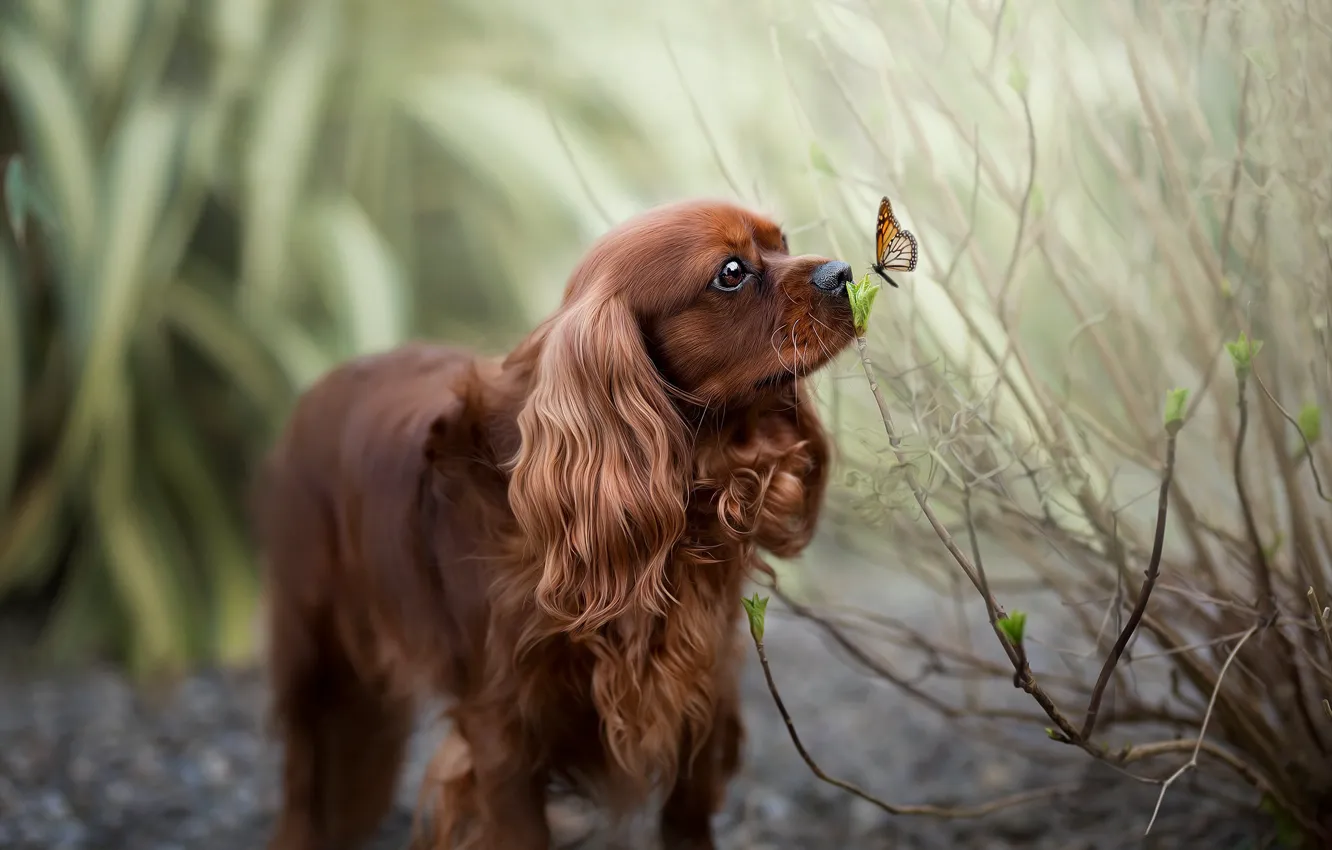 Photo wallpaper look, branches, nature, pebbles, butterfly, dog, spring, garden