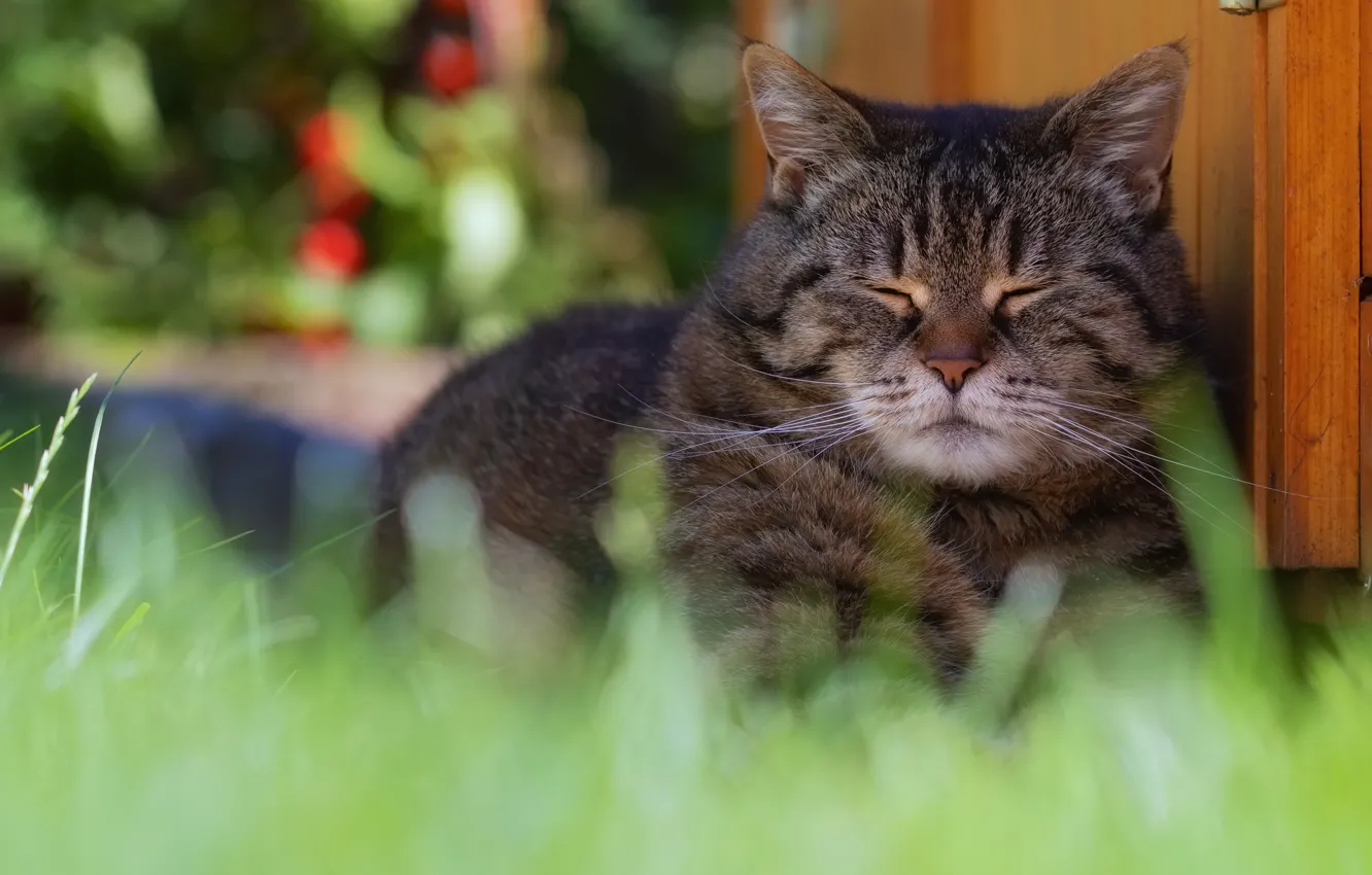 Photo wallpaper summer, grass, cat, face, nature, green, comfort, grey