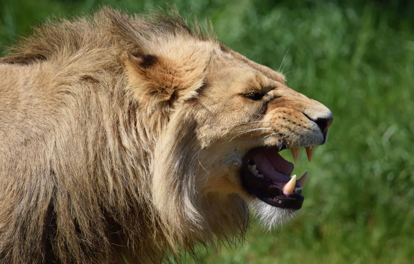 Photo wallpaper Leo, mouth, fangs