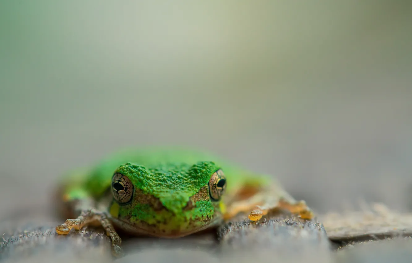 Photo wallpaper nature, background, frog