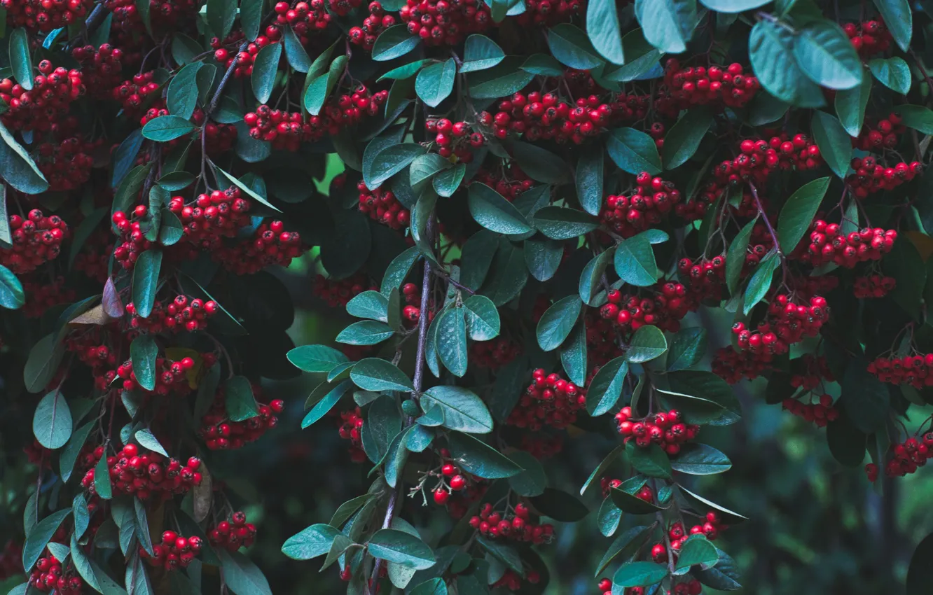 Photo wallpaper leaves, berries, red berries