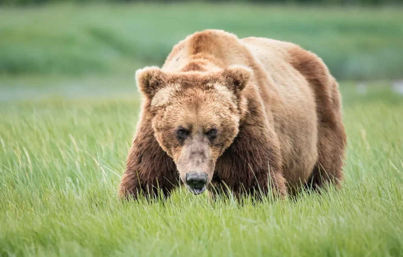 Photo wallpaper face, bear, attention, grizzly