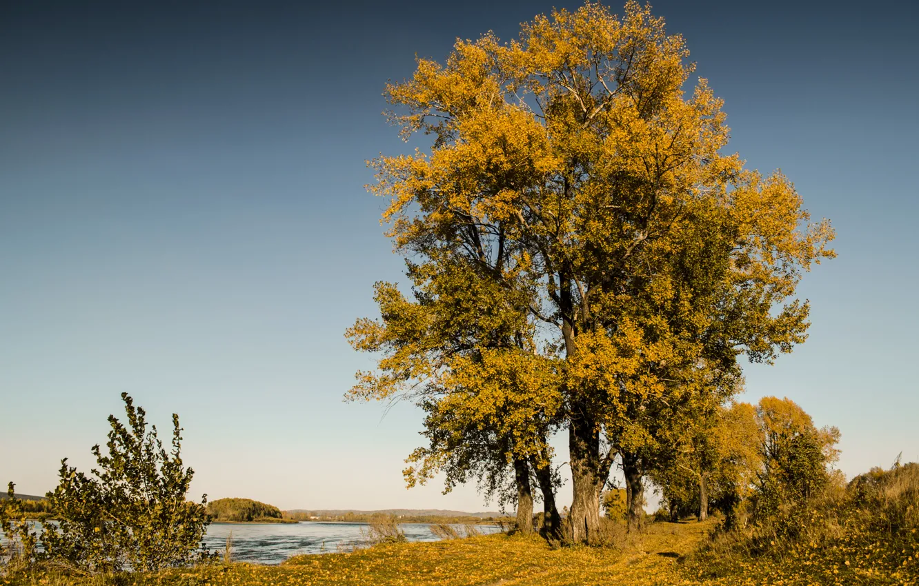 Photo wallpaper leaves, tree, shore, Autumn, yellow, river