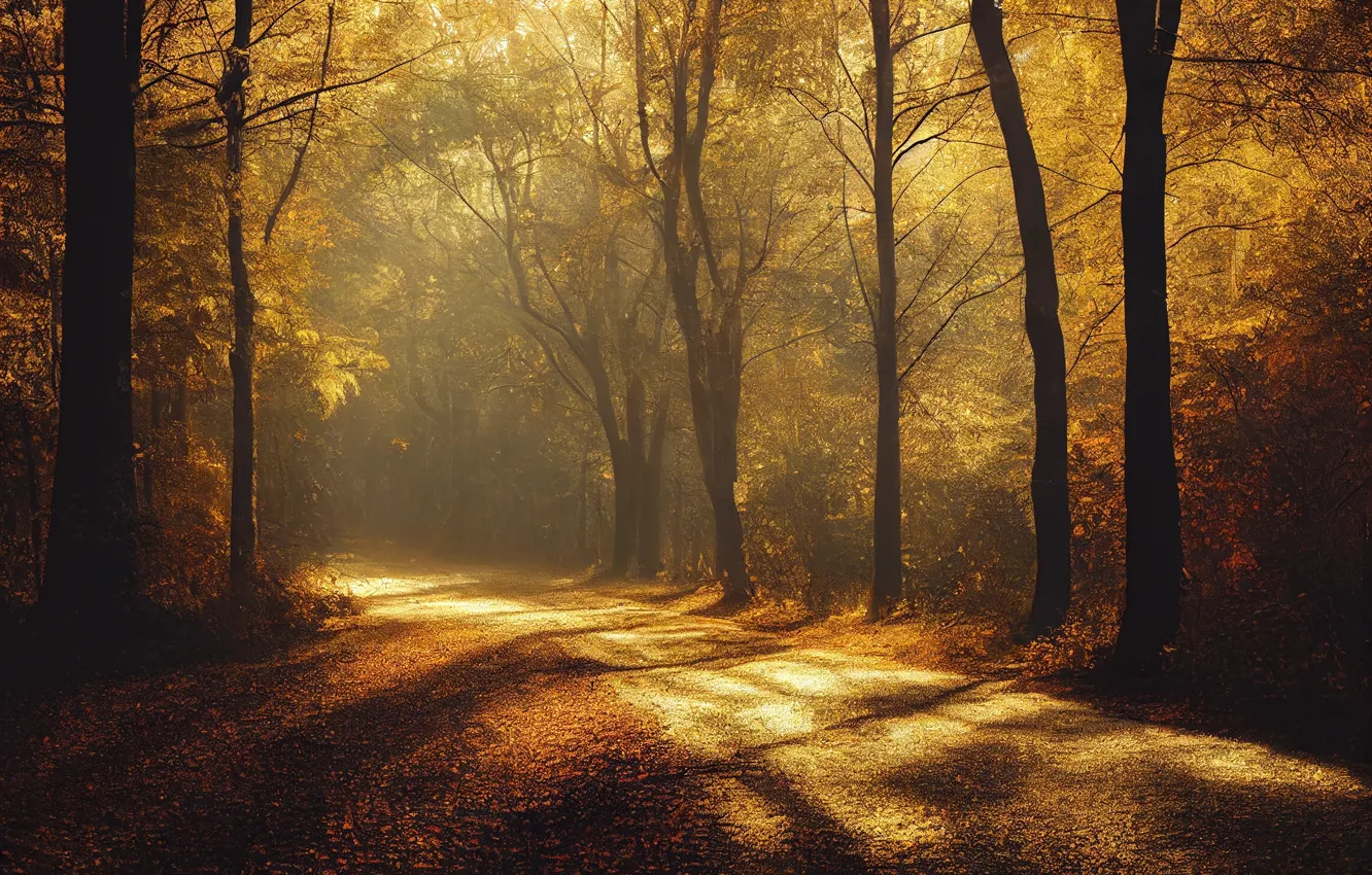 Photo wallpaper road, forest, leaves, trees, branches, nature, fog, shadow