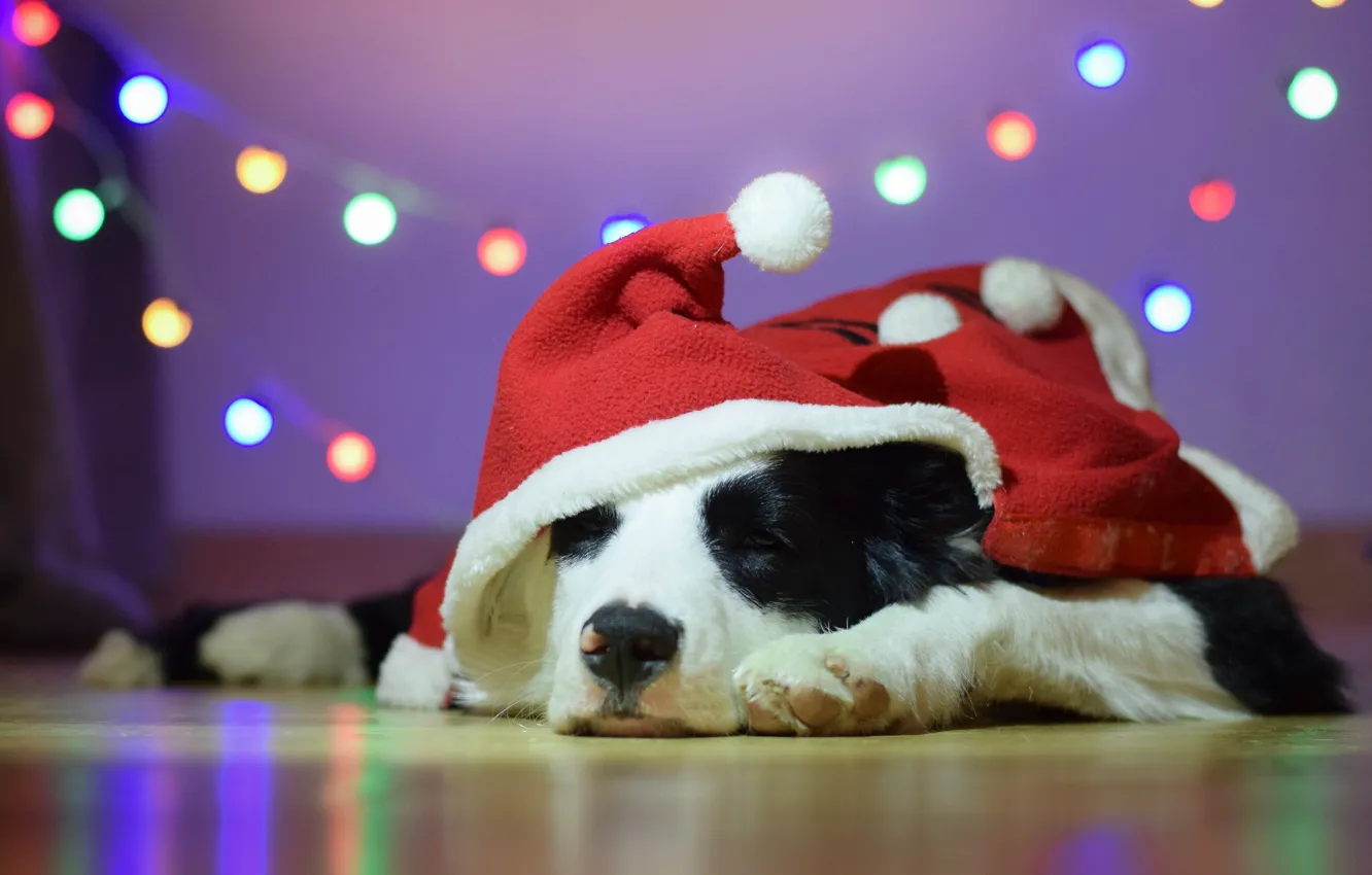 Photo wallpaper dog, hood, Santa, garland