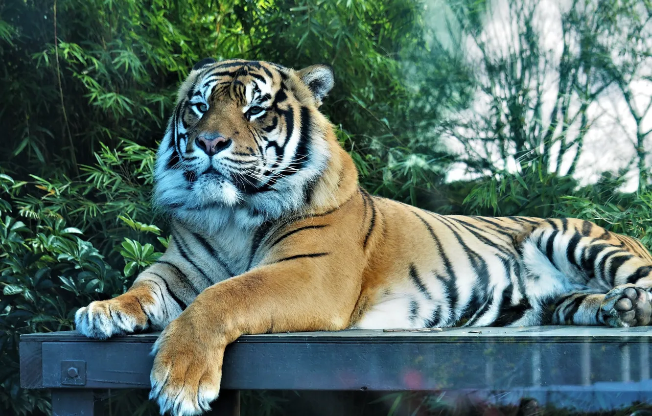 Photo wallpaper look, tiger, important