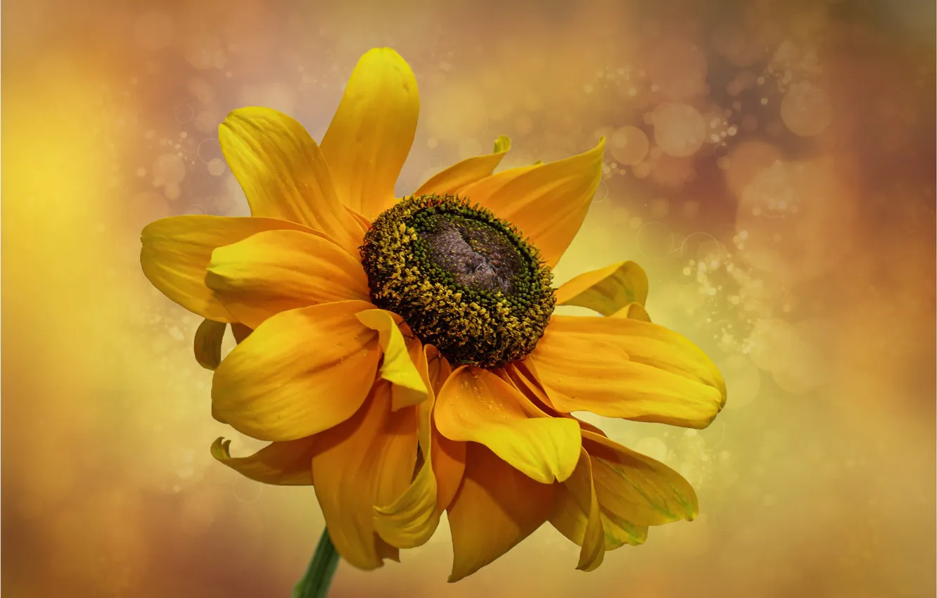 Photo wallpaper flower, macro, orange, yellow, background, rudbeckia