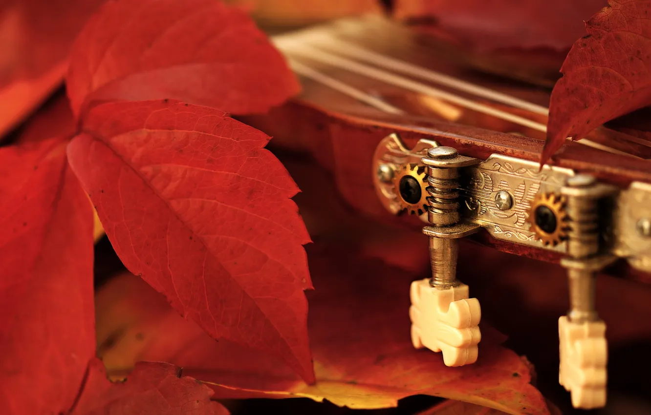 Photo wallpaper leaves, macro, guitar