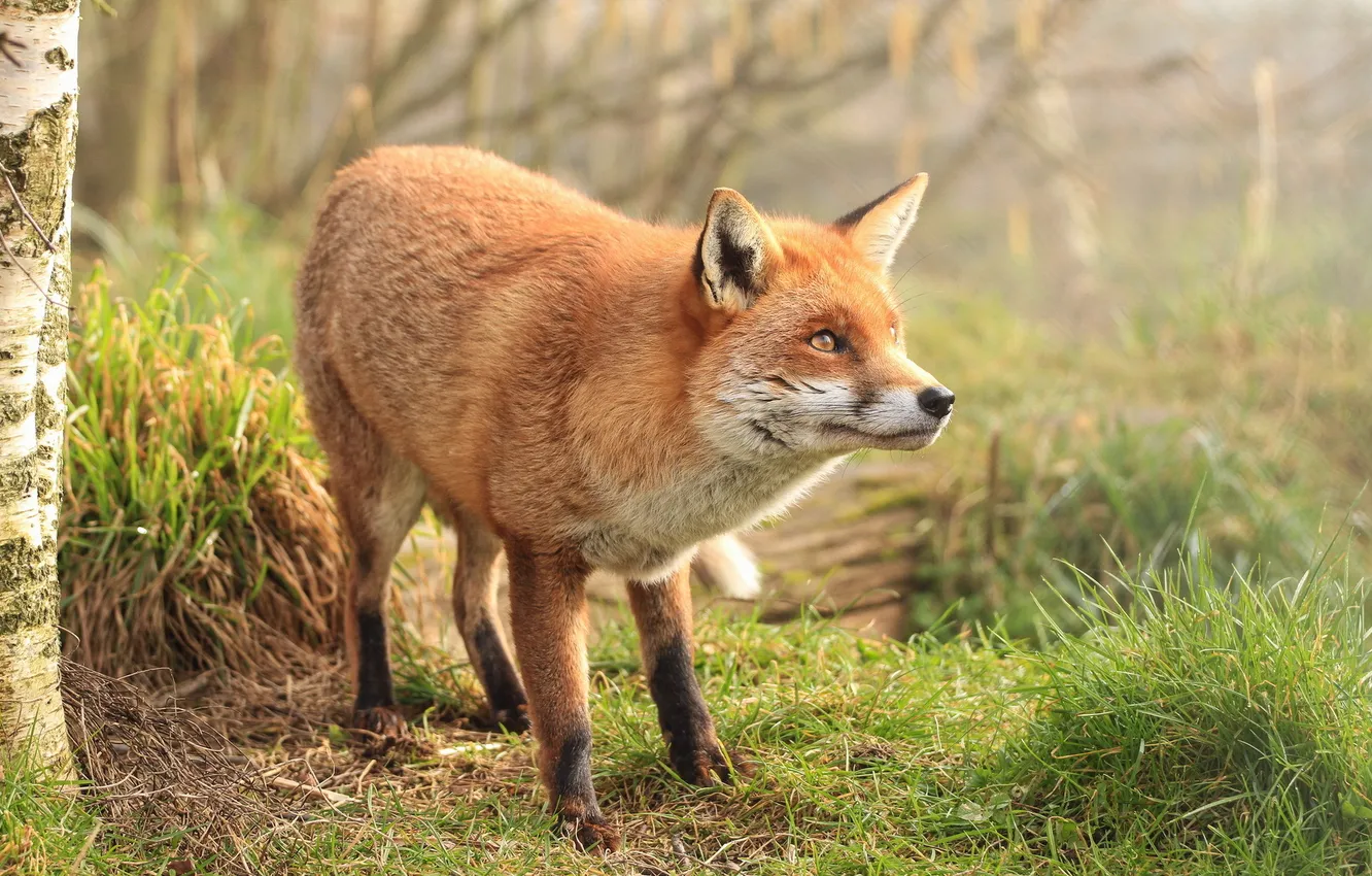 Photo wallpaper forest, nature, Fox